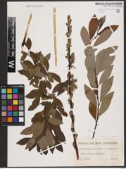 Foto von Salix aurita L. x Salix cinerea L.